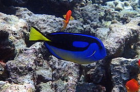 Un chirurgien bleu (Paracanthurus hepatus)