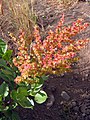 Tirşoya kanaryayî (Rumex lunaria)