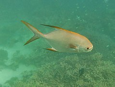 Un pompaneau lune (Trachinotus blochii)