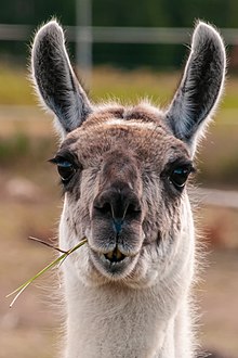 Lama