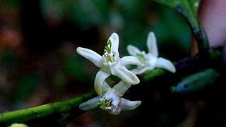 Flores de Erythroxylum martii.