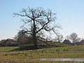 Turmhügel am Ochsenberg