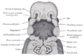 Head and neck at 32 days