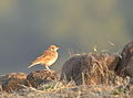 Indian bushlark (Mirafra erythroptera)