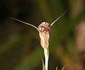 Pterostylis coccina