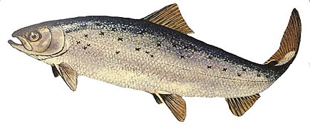 Salmo salar