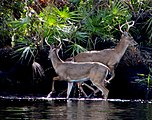 Two White-tail Deer Bucks Jonathan Dickinson State Park