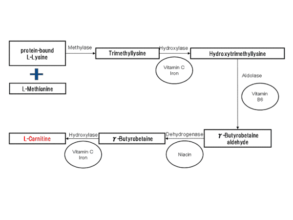 L-カルニチンの生合成の過程