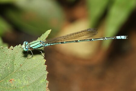 Pseudagrion decorum (ആൺതുമ്പി)