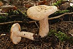 Miniatură pentru Lactarius pallidus