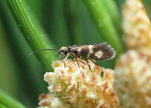 M. aureoviridella (Höfner, 1898)