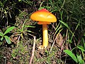 Cuticule bicolore (Amanita caesarea)