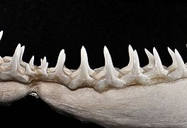 Lower teeth