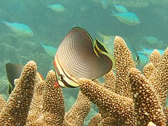 Un poisson-papillon triangulaire (Chaetodon triangulum)