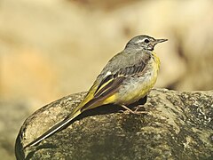 Codobatură de munte (Motacilla cinerea)