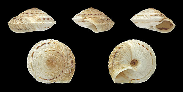 Obelus discogranulatus