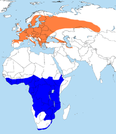 Laranja: invernagem de verão Azul: Reprodução / invernagem de inverno