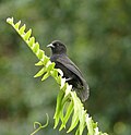 Miniatura para Pinaroloxias inornata