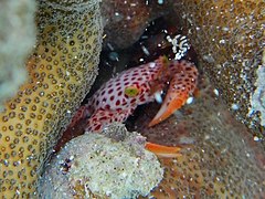 Trapezia rufopunctata dans un Pocillopora