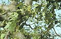 Celtis integrifolia tại Senegal