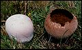 Lycoperdon utriforme