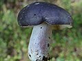 Russula azurea