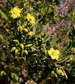 Suriana maritima.