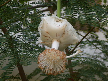 Adansonia digitata