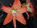 Hippeastrum rutilum