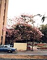 Apamate (Tabebuia rosea)