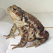 Bufo gargarizans profile 2.jpg