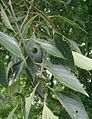 Caucasian hackberry (C. caucasica) with immature fruit