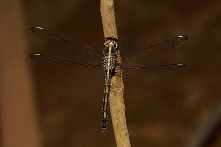 Cratilla lineata (ആൺതുമ്പി)