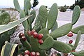 Opuntia ficus-indica, filóclados y frutos.