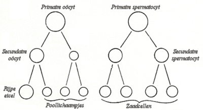 Schema met vergelijking van het rijpingsproces van een eicel met dat van de ontwikkeling van zaadcellen.