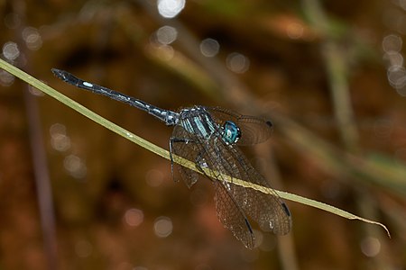 Hylaeothemis apicalis (ആൺതുമ്പി)