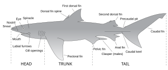 Drawing of a shark labeling major anatomical features, including mouth, snout, nostril, eye, spiracle, dorsal fin spine, caudal keel, clasper, labial furrows, gill openings, precaudal pit and fins: first and second dorsal, anal, pectoral, caudal and pelvic