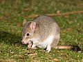 ibhethongi Bettongia gaimardi