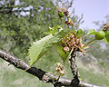 Pangsibul ning bungang cherry fruit neng magumpisa ya ing bulan a Mayu (France)