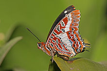 Charaxes brutus natalensis.jpg