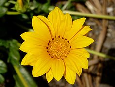 Gazania