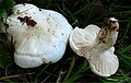 Hygrophorus penarioides