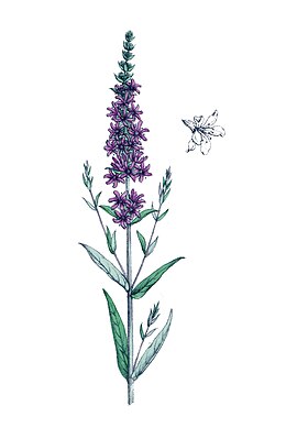 Lythrum salicarcia L ag1.jpg