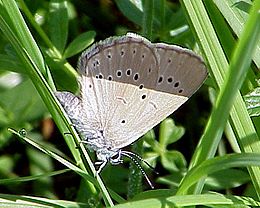 Kraujalakinis melsvys (Maculinea teleius)