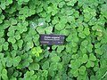 カタバミの一種Oxalis Oregana