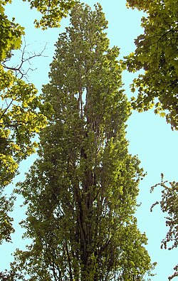 Populus nigra 'Italica'