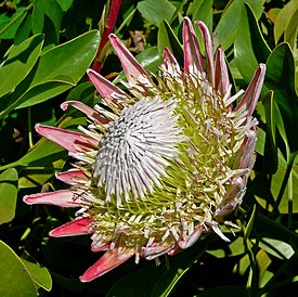 Протея артишоковая (Protea cynaroides)