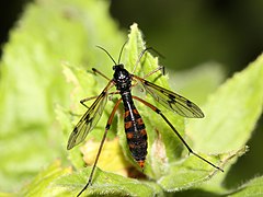 Ptychoptera contaminata, un Ptychopteridae.