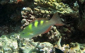 Un poisson-perroquet à cinq selles (Scarus scaber) femelle