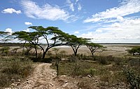 Nationalpark Serengeti